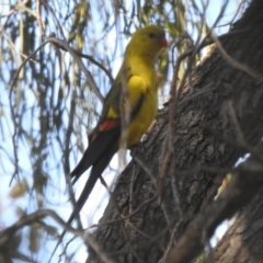 Polytelis anthopeplus monarchoides at Euston, NSW - 1 Oct 2022