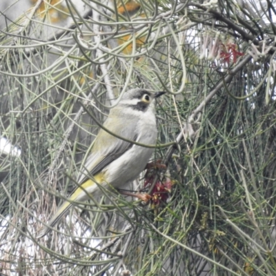 Melithreptus brevirostris (Brown-headed Honeyeater) at Lions Youth Haven - Westwood Farm A.C.T. - 2 Oct 2022 by HelenCross