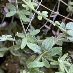 Galium polyanthum at Berlang, NSW - 25 Sep 2022