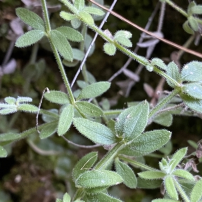 Galium polyanthum (Rockpile Bedstraw) at QPRC LGA - 25 Sep 2022 by Ned_Johnston