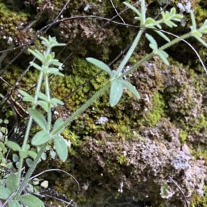 Galium polyanthum at Berlang, NSW - 25 Sep 2022 01:57 PM