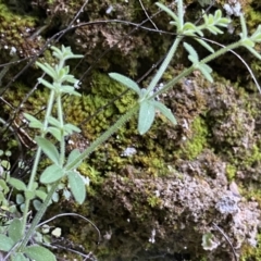 Galium polyanthum at Berlang, NSW - 25 Sep 2022