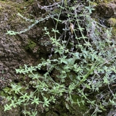 Galium polyanthum at Berlang, NSW - 25 Sep 2022 01:57 PM