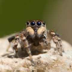 Unidentified Jumping & peacock spider (Salticidae) (TBC) at Tennent, ACT - 3 Oct 2022 by patrickcox