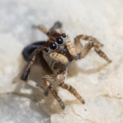 Maratus chrysomelas at Tennent, ACT - 3 Oct 2022