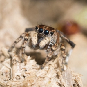 Maratus chrysomelas at Tennent, ACT - 3 Oct 2022