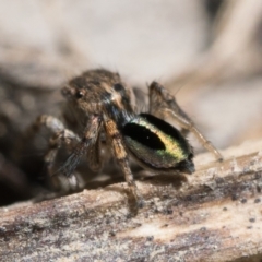 Maratus chrysomelas at Tennent, ACT - 3 Oct 2022