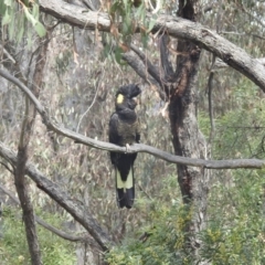 Calyptorhynchus funereus (Yellow-tailed Black-Cockatoo) at Kambah, ACT - 3 Oct 2022 by HelenCross