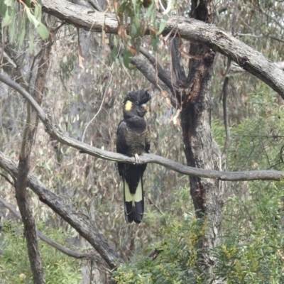 Zanda funerea (Yellow-tailed Black-Cockatoo) at Lions Youth Haven - Westwood Farm - 3 Oct 2022 by HelenCross