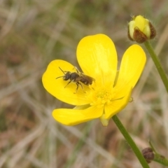 Lasioglossum (Chilalictus) sp. (genus & subgenus) (Halictid bee) at Paddys River, ACT - 3 Oct 2022 by HelenCross