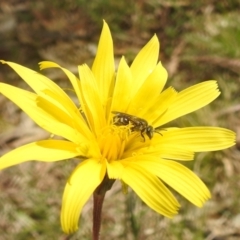 Lasioglossum (Chilalictus) sp. (genus & subgenus) at Paddys River, ACT - 3 Oct 2022