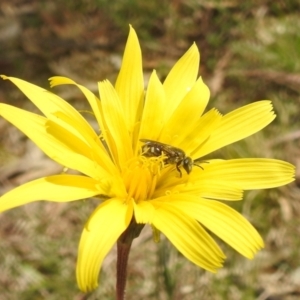 Lasioglossum (Chilalictus) sp. (genus & subgenus) at Paddys River, ACT - 3 Oct 2022