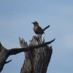 Cincloramphus cruralis (Brown Songlark) at Mildura, VIC - 1 Oct 2022 by Liam.m