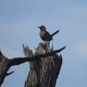 Cincloramphus cruralis at Mildura, VIC - 1 Oct 2022