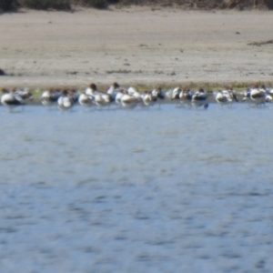 Recurvirostra novaehollandiae at Mildura, VIC - 1 Oct 2022