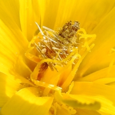 Heliocosma (genus) (A Tortricid moth) at Paddys River, ACT - 3 Oct 2022 by HelenCross