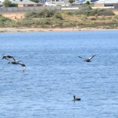 Tadorna tadornoides (Australian Shelduck) at Mildura, VIC - 1 Oct 2022 by Liam.m