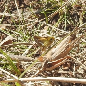 Taractrocera papyria at Stromlo, ACT - 3 Oct 2022