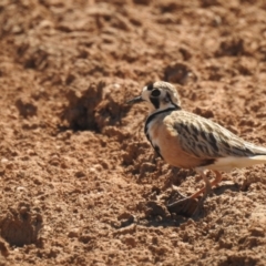 Peltohyas australis (Inland Dotterel) at Neds Corner, VIC - 1 Oct 2022 by Liam.m