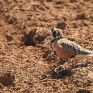 Peltohyas australis (Inland Dotterel) at suppressed by Liam.m