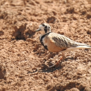 Peltohyas australis at Neds Corner, VIC - suppressed