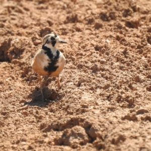 Peltohyas australis at Neds Corner, VIC - suppressed