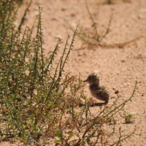 Peltohyas australis at Neds Corner, VIC - suppressed