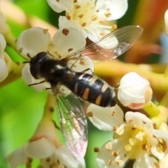 Melangyna viridiceps (Hover fly) at QPRC LGA - 3 Oct 2022 by clarehoneydove