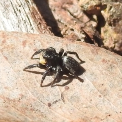 Salticidae sp. 'Golden palps' (Unidentified jumping spider) at Stromlo, ACT - 3 Oct 2022 by HelenCross