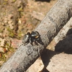 Salticidae sp. 'Golden palps' at Stromlo, ACT - 3 Oct 2022