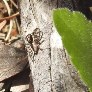 Salticidae sp. 'Golden palps' at Stromlo, ACT - 3 Oct 2022 01:04 PM