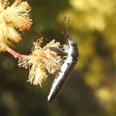 Rhinotia sp. (genus) (Unidentified Rhinotia weevil) at Bullen Range - 3 Oct 2022 by HelenCross