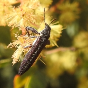 Rhinotia sp. (genus) at Stromlo, ACT - 3 Oct 2022