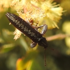 Rhinotia sp. (genus) at Stromlo, ACT - 3 Oct 2022