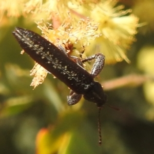 Rhinotia sp. (genus) at Stromlo, ACT - 3 Oct 2022 01:39 PM