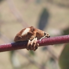 Gonipterus pulverulentus (Eucalyptus weevil) at Stromlo, ACT - 3 Oct 2022 by HelenCross