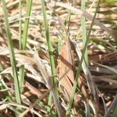 Genus novum 18 sp. 1 (Undescribed) (False Apotropis) at Stromlo, ACT - 3 Oct 2022 by HelenCross