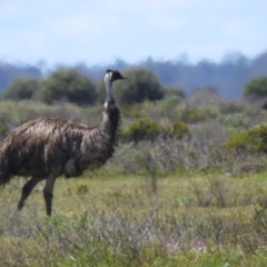 Dromaius novaehollandiae (Emu) at Neds Corner, VIC - 1 Oct 2022 by Liam.m