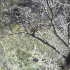 Pomatostomus ruficeps (Chestnut-crowned Babbler) at Neds Corner, VIC - 1 Oct 2022 by Liam.m