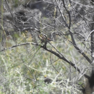 Pomatostomus ruficeps at Neds Corner, VIC - 1 Oct 2022