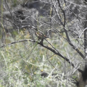 Pomatostomus ruficeps at Neds Corner, VIC - suppressed
