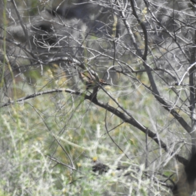 Pomatostomus ruficeps (Chestnut-crowned Babbler) at Murray - Sunset National Park - 1 Oct 2022 by Liam.m