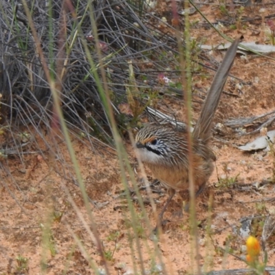 Amytornis striatus (Striated Grasswren) at Hattah, VIC - 1 Oct 2022 by Liam.m