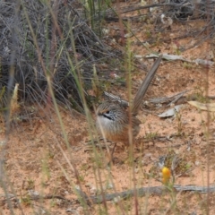 Amytornis striatus at suppressed - 1 Oct 2022