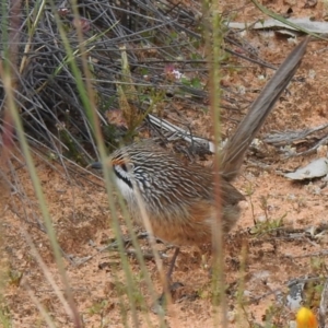 Amytornis striatus at suppressed - suppressed