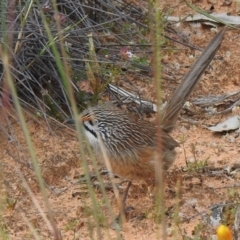 Amytornis striatus at suppressed - 1 Oct 2022