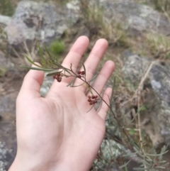 Dodonaea viscosa (Hop Bush) at Bungendore, NSW - 3 Oct 2022 by clarehoneydove