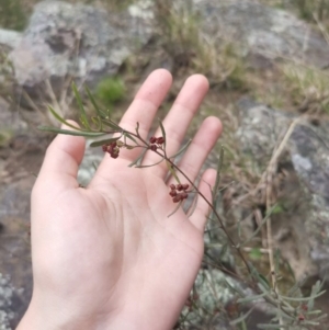 Dodonaea viscosa at Bungendore, NSW - suppressed