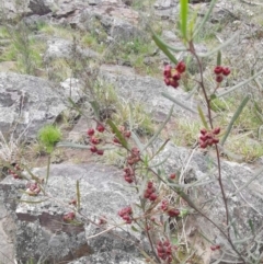 Dodonaea viscosa at Bungendore, NSW - 3 Oct 2022