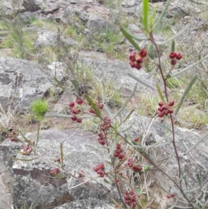 Dodonaea viscosa at Bungendore, NSW - 3 Oct 2022